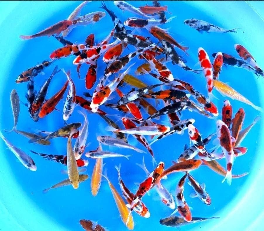 Japankoi, Tosia van de Japanse kweker Otsuka, kleurige koi, Dieren en Toebehoren, Vissen | Vijvervissen, Karper of Koi