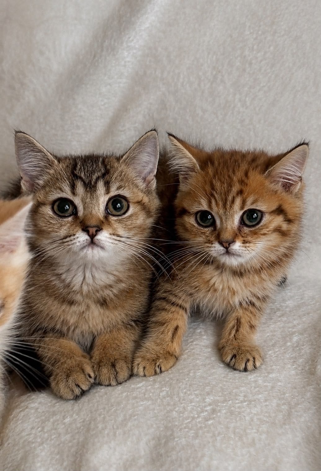Britse korthaar kittens/raszuivere, Dieren en Toebehoren, Katten en Kittens | Raskatten | Korthaar, Kater, Gechipt