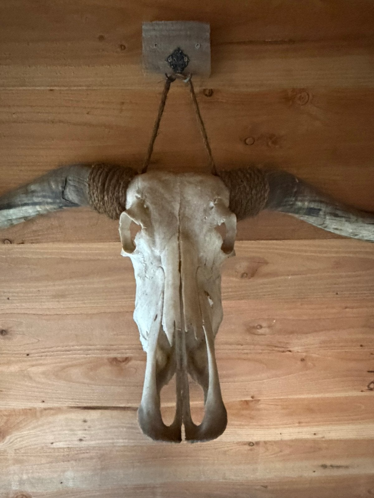 Longhorn cow, Ophalen, Zo goed als nieuw, Overige soorten, Schedel