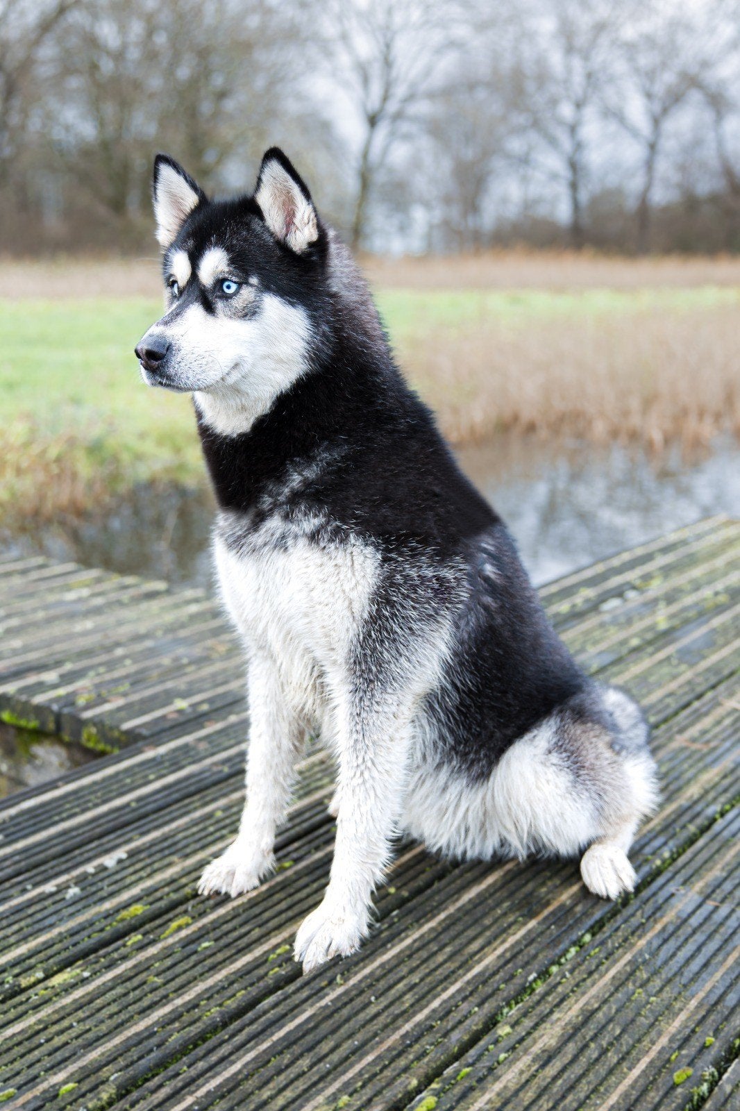 Husky vrouwtje 4.5 jaar, Teef, Poolhond, Parvo, Eén hond