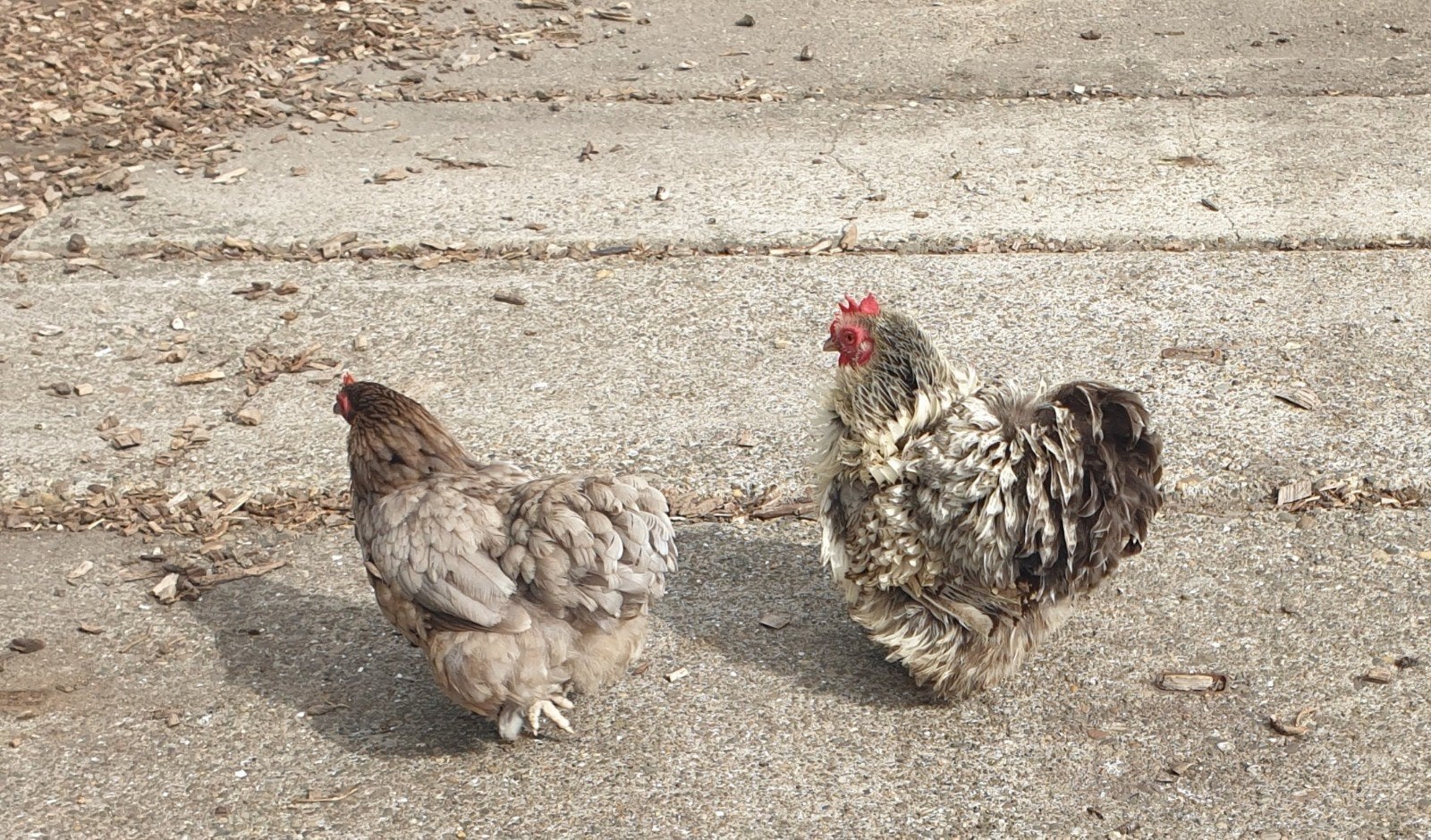 Mooie COCHINS, Dieren en Toebehoren, Mannelijk