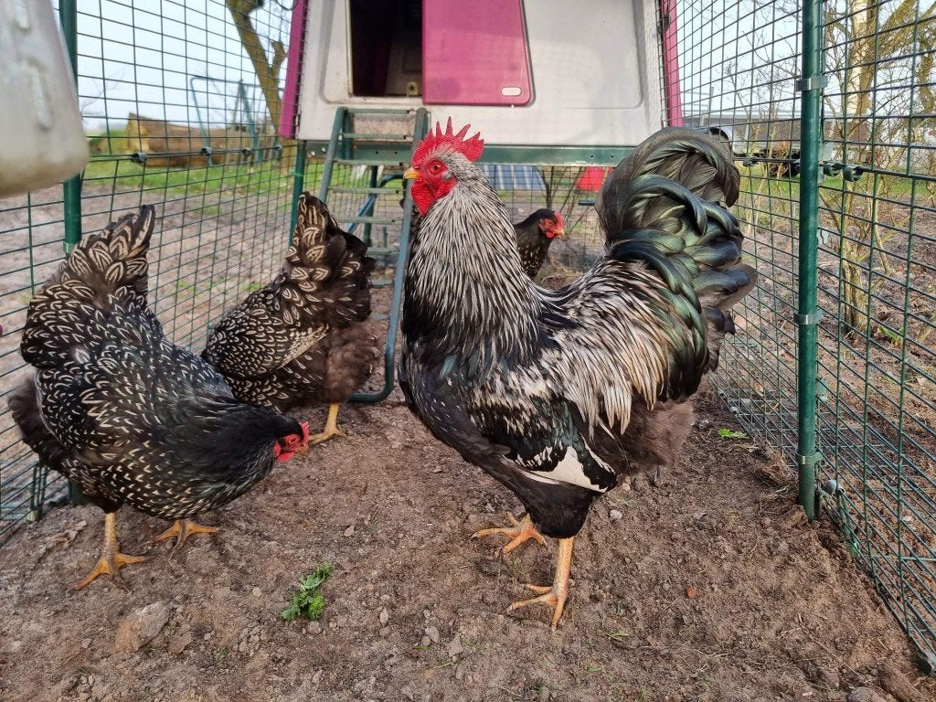 Broedeieren Barnevelder (zilver dubbelgezoomd), Geslacht onbekend, Kip