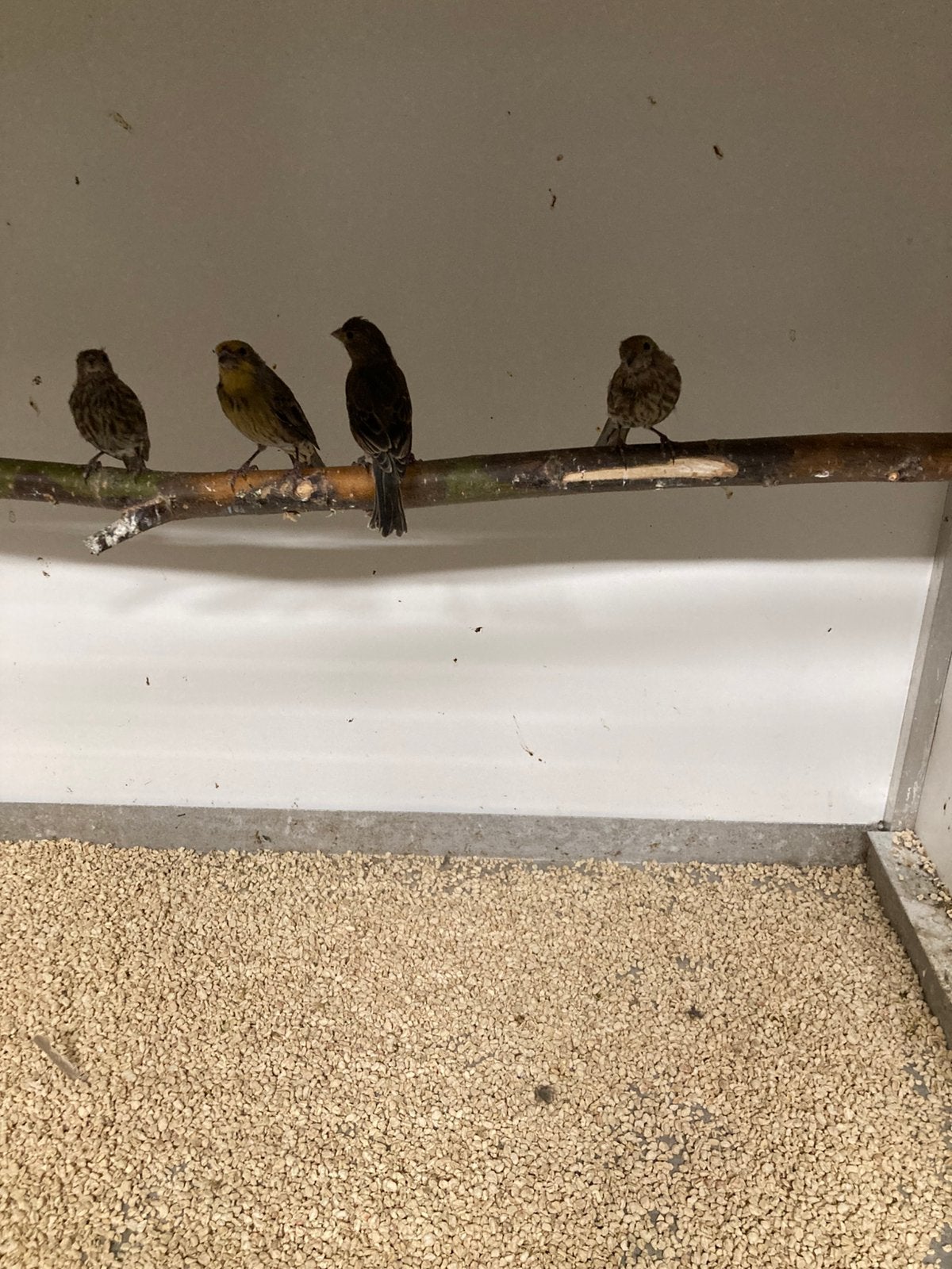 8 Mexicaanse roodmussen, Dieren en Toebehoren, Meerdere dieren