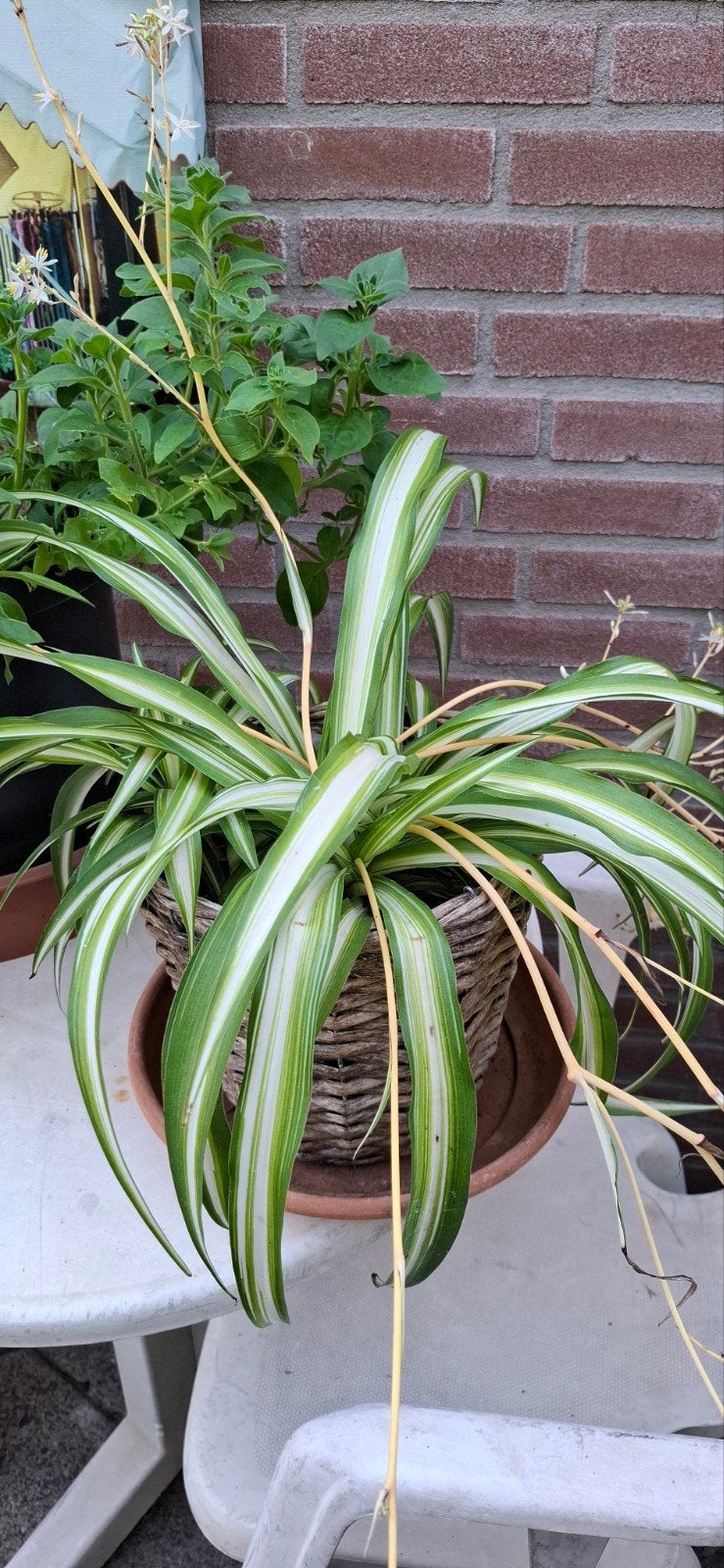 Leliegras in mandje, Tuin en Terras, Ophalen, Vaste plant, Siergrassen, Halfschaduw