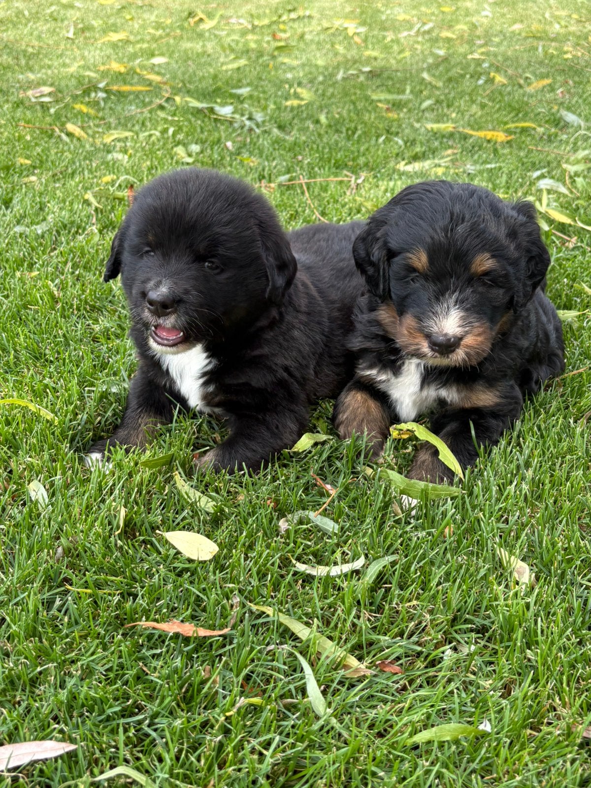 Prachtige pups uit Berner Sennen x Bernedoodle combinatie, 8 tot 15 weken, Meerdere, Meerdere dieren, Nederland