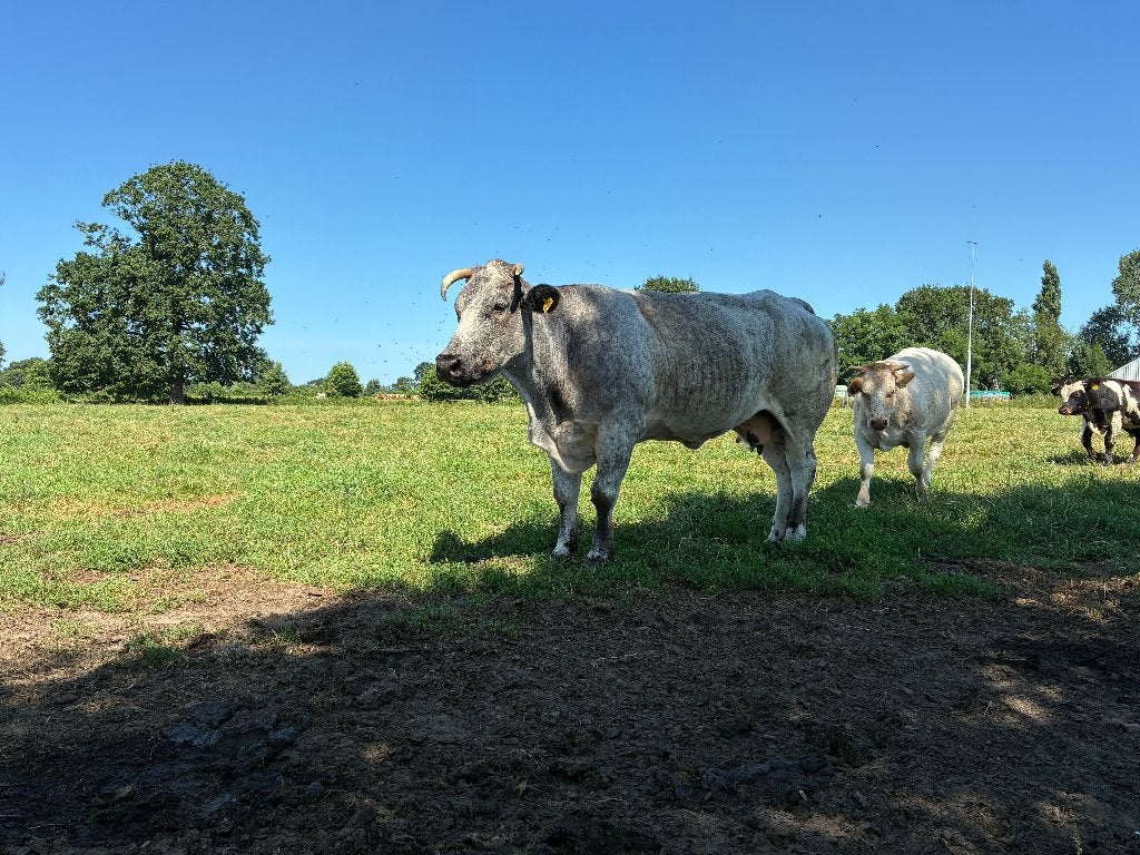 Belgisch blauwe x Blonde d'Aquitaine koe, Dieren en Toebehoren, Runderen, Vrouwelijk, 7 tot 10 jaar