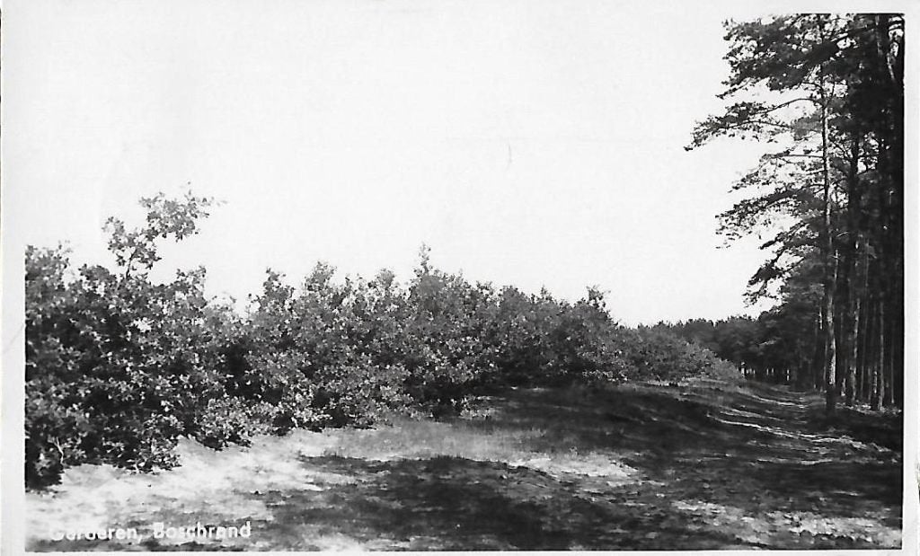 Garderen bosrand oude gelopen ansichtkaart ( 8112 ), Ophalen of Verzenden, 1960 tot 1980, Gelopen