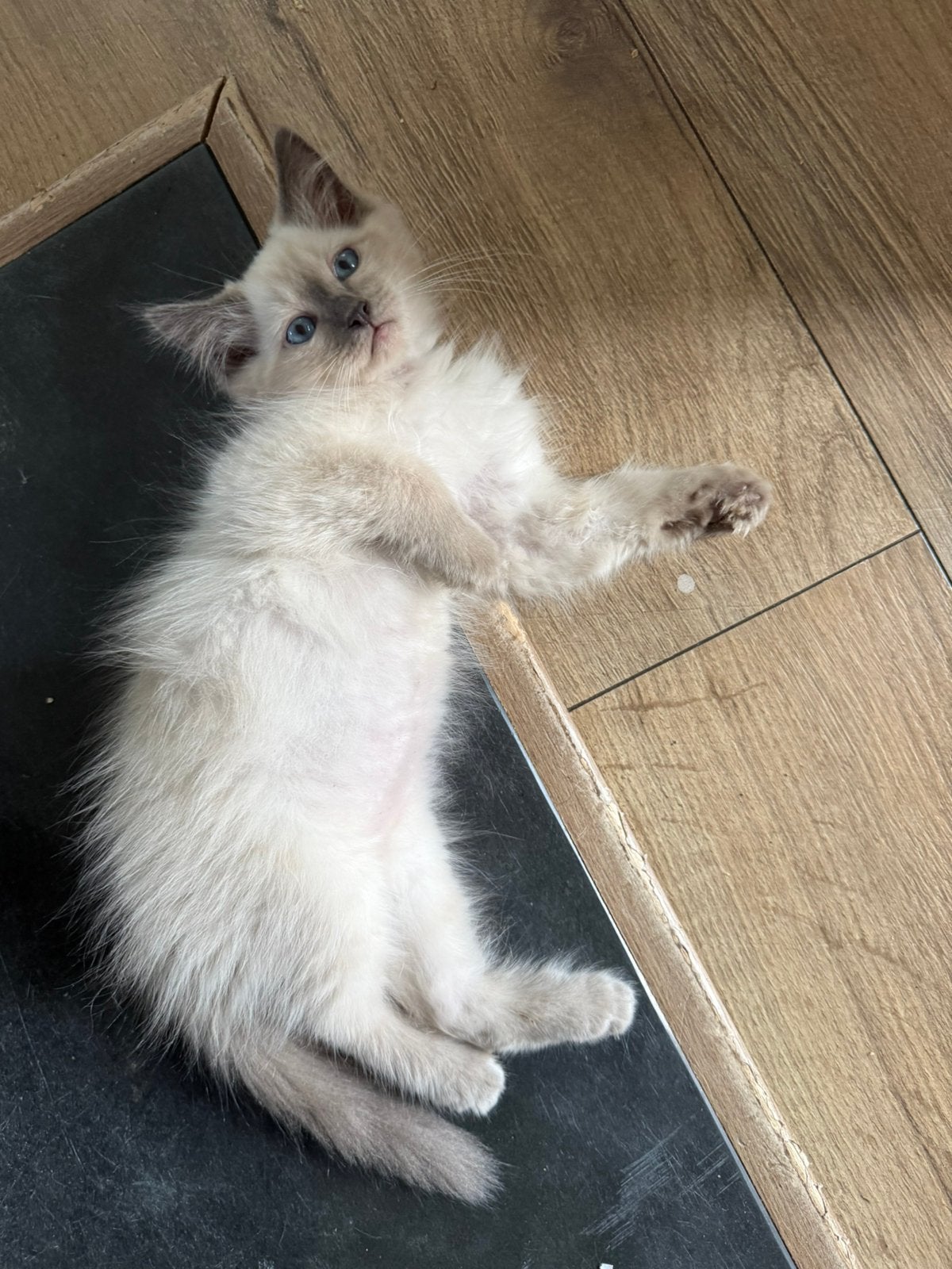 Zeer mooi lief aanhankelijk Ragdoll katertje Blue Point, Dieren en Toebehoren, Kater, Ontwormd