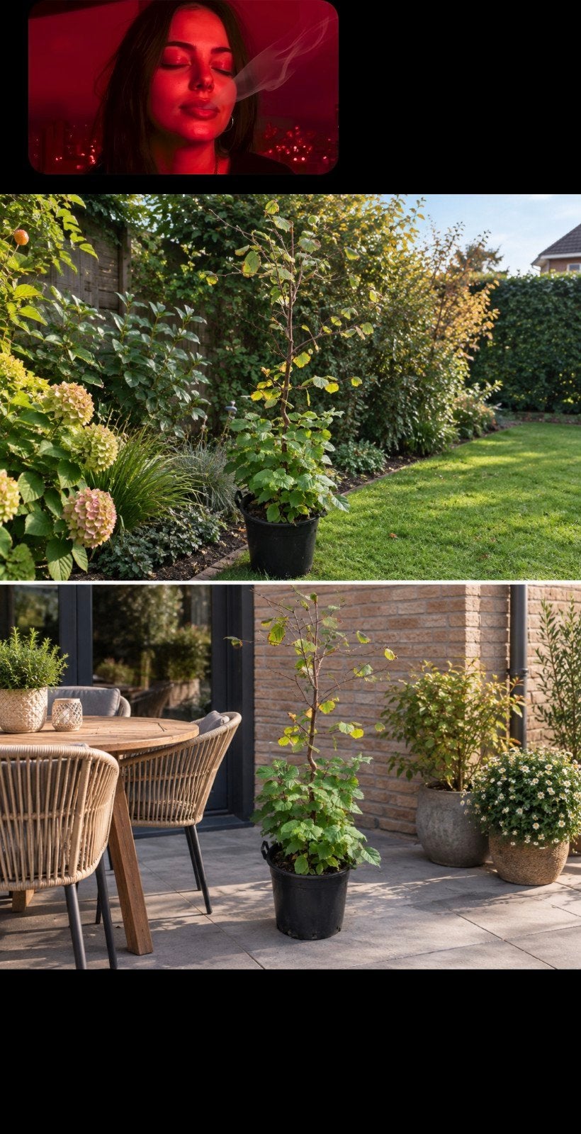 Hazelnootboom, Tuin en Terras, Bloeit niet, Overige soorten, Minder dan 100 cm, Ophalen