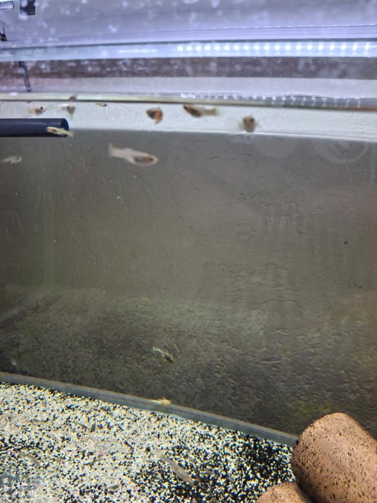 Guppies, Dieren en Toebehoren, Vis