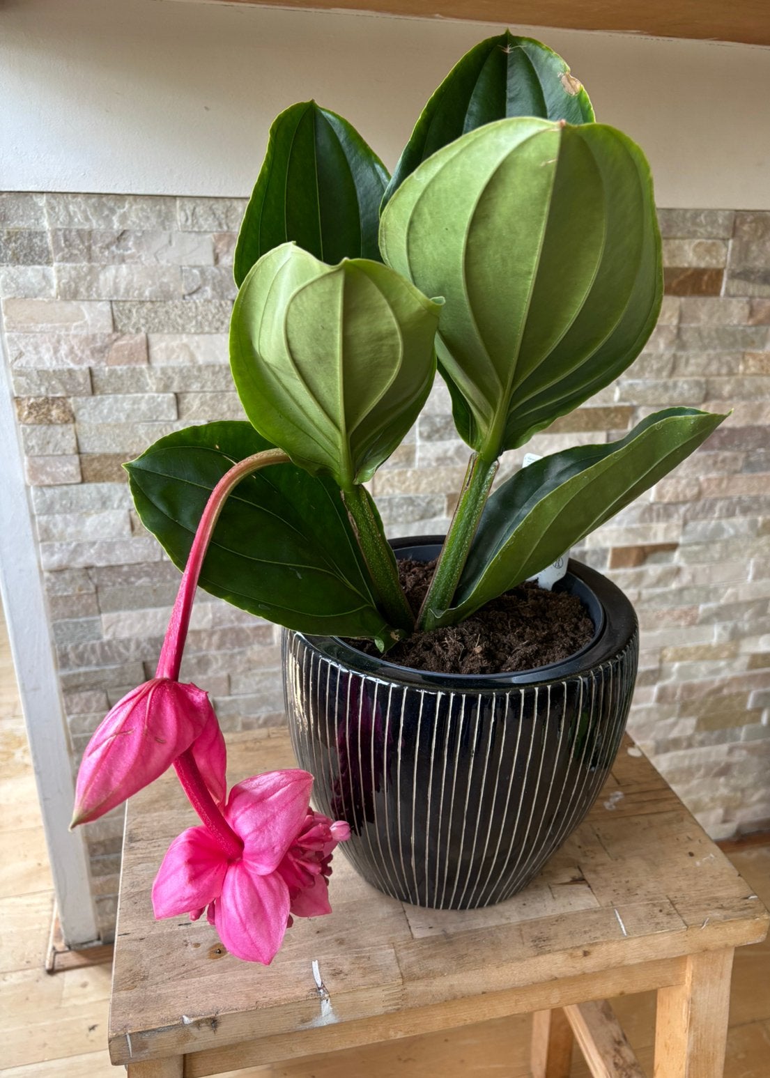 Medinilla magnifica in pot, Overige soorten, In pot, Minder dan 100 cm, Bloeiende kamerplant