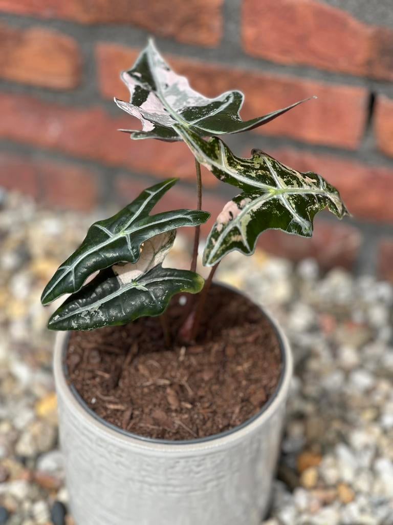 Alocasia Nobilis Pink 130€, Ophalen of Verzenden