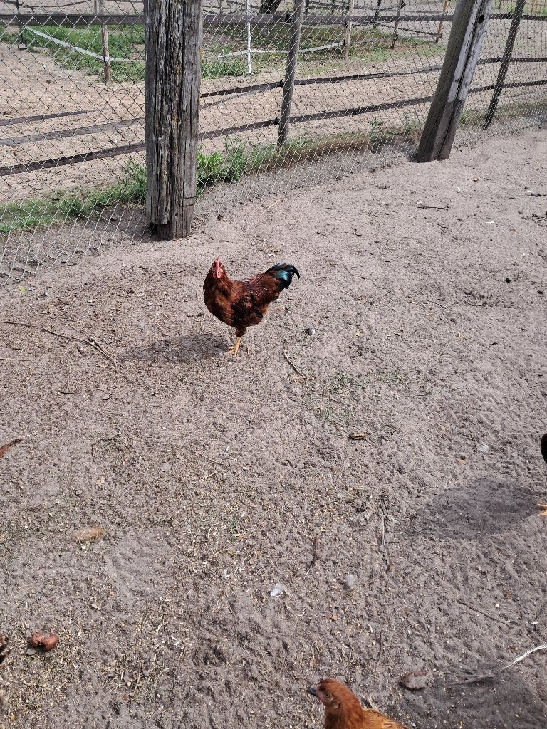 Pluimvee, Dieren en Toebehoren, Pluimvee, Mannelijk, Kip
