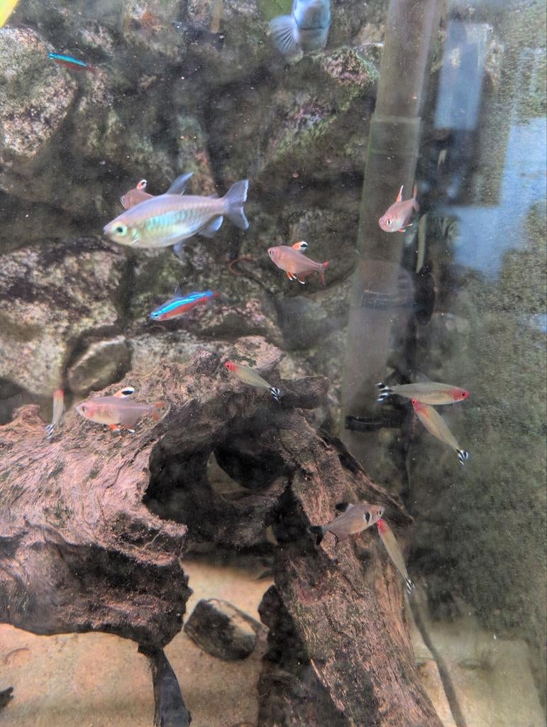 Aquarium vissen ALLES WEG!, Dieren en Toebehoren, Vis, Zoetwatervis