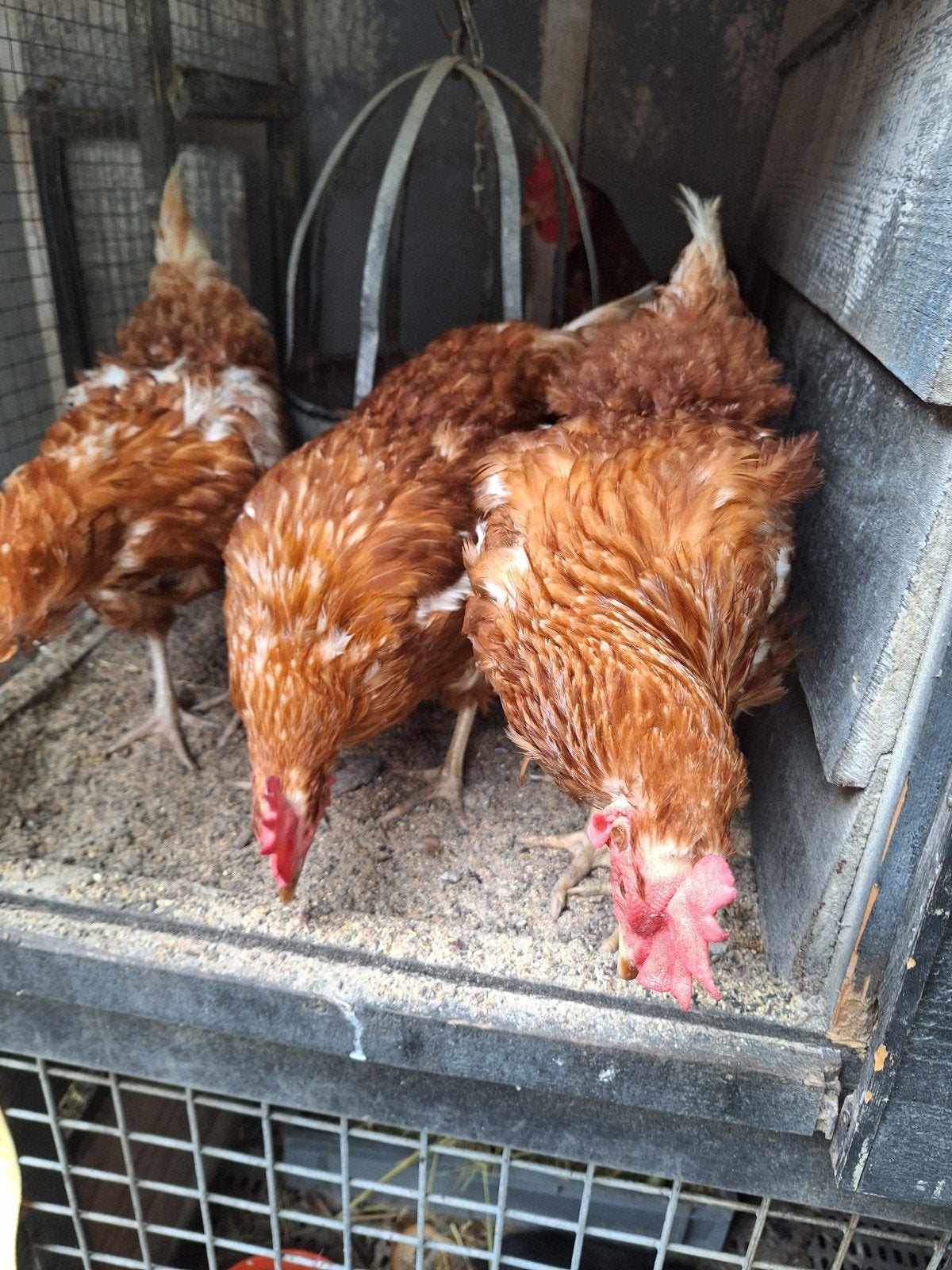 te koop oude legkippen, Dieren en Toebehoren