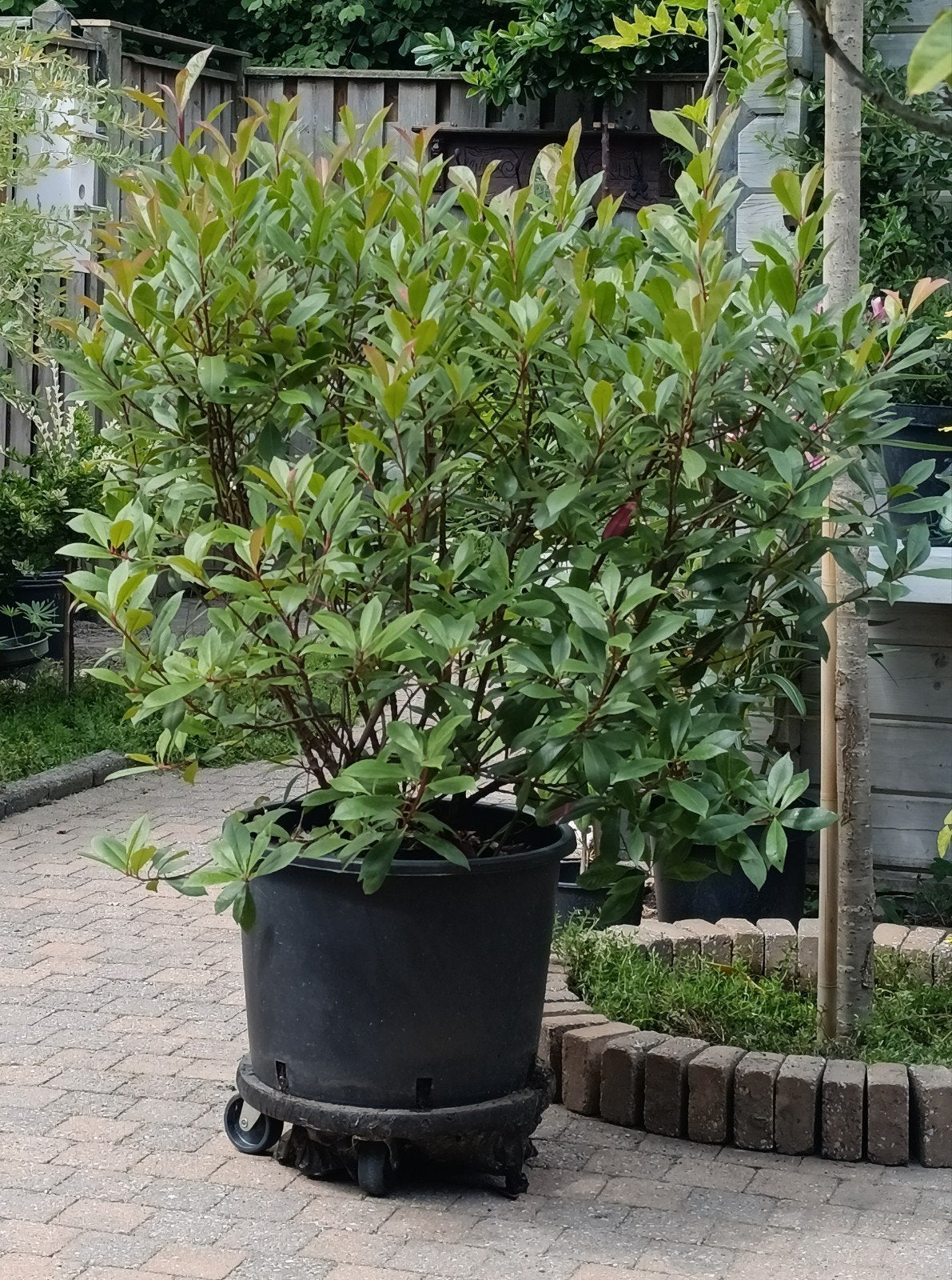 Gezonde Red Robin in grote pot, Volle zon, Vaste plant, Lente, Ophalen