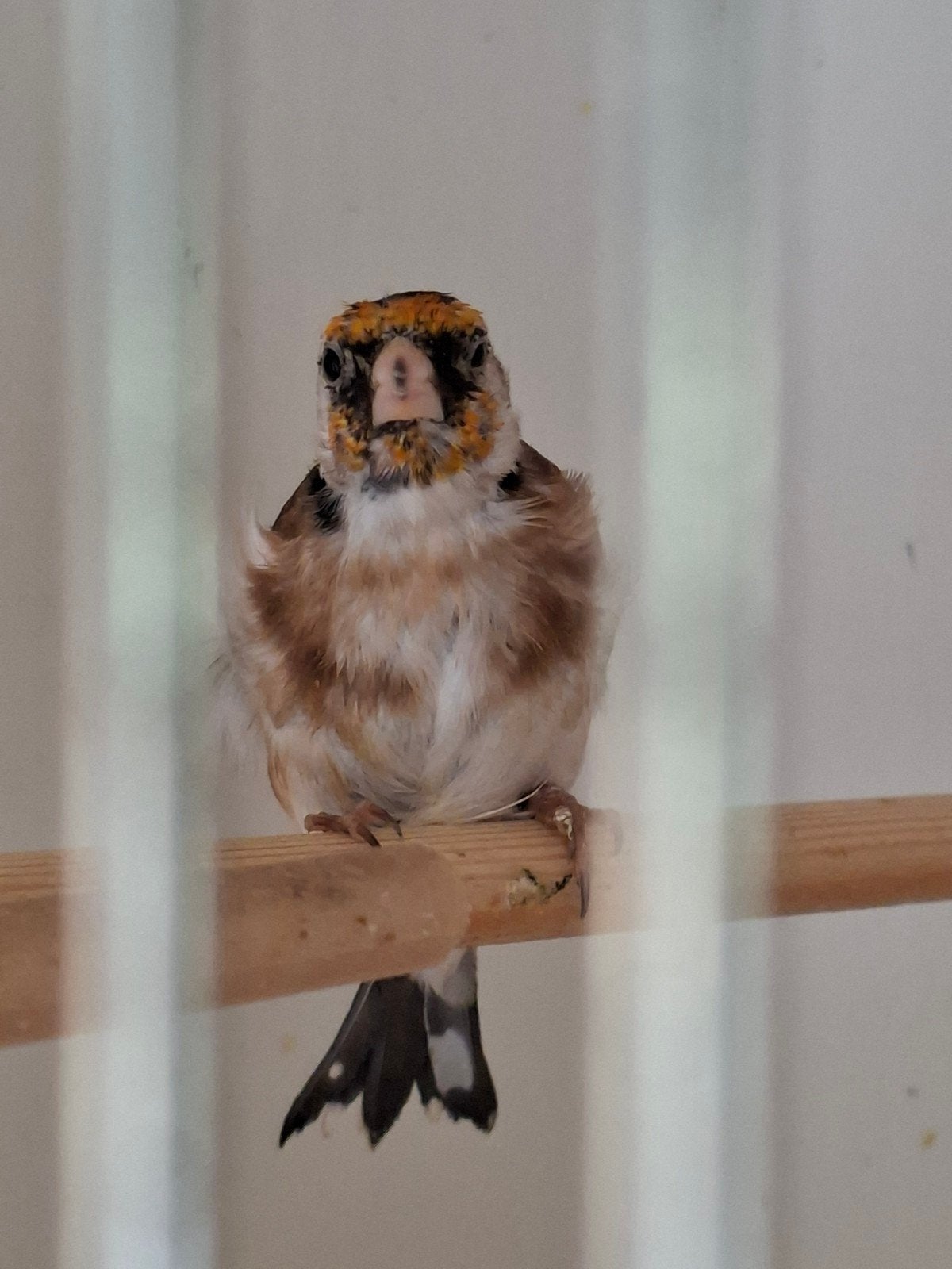 putters mayor poppen, Dieren en Toebehoren, Vogels | Overige Vogels, Vrouwelijk, Wildzangvogel, Geringd