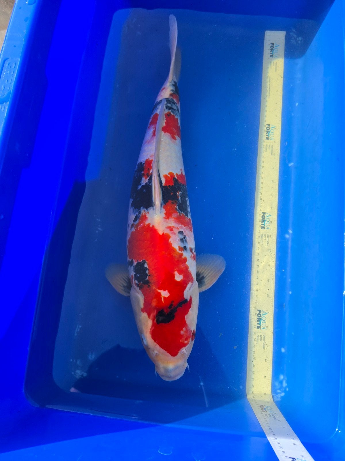 Showa 58cm, Karper of Koi