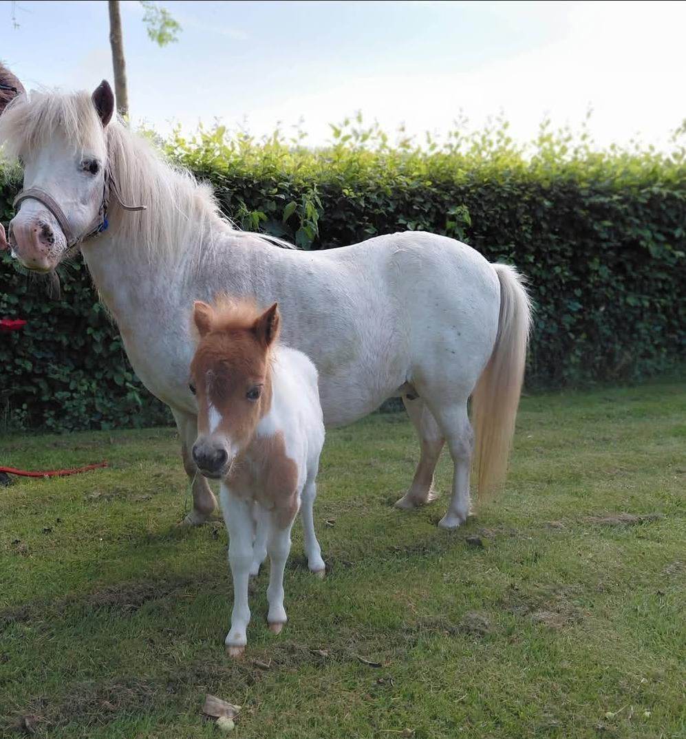 Superlieve merrie met Appaloosa afstamming + merrieveulen, Merrie, Met stamboom, Niet van toepassing, A pony (tot 1.17m)