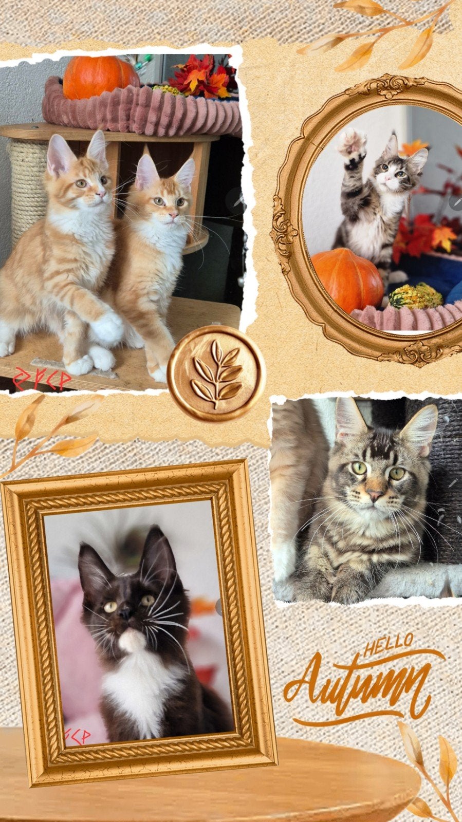 Maine Coon kittenst met stamboom, Meerdere dieren, Met stamboom, 0 tot 2 jaar