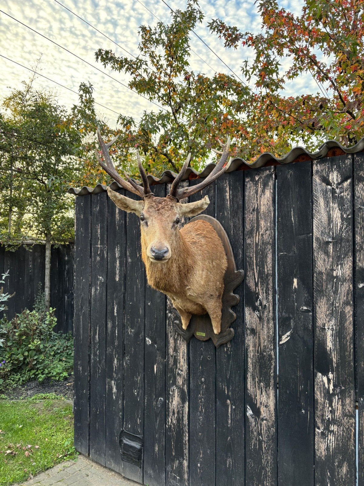 opgezette edelhert kop – Cervus elaphus, Verzamelen, Ophalen, Gebruikt, Hert, Opgezet dier