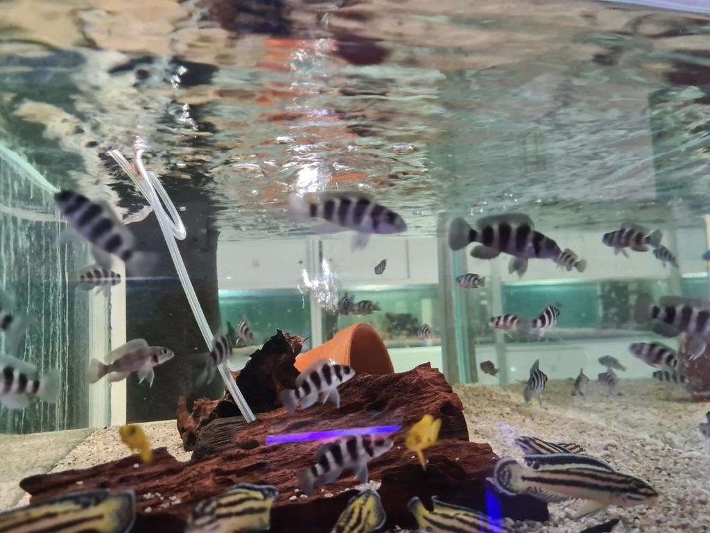 Neolamprologus Tretocephalus Tanganyika Cichliden, Vis, Zoetwatervis