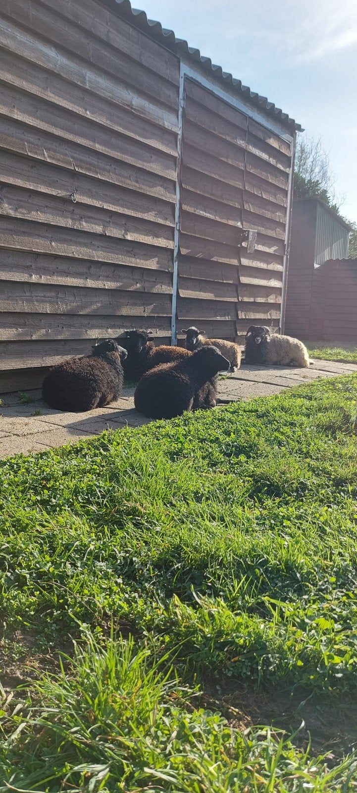 Diverse Ouessanten Quessanten, Dieren en Toebehoren, Schapen, Geiten en Varkens, Meerdere dieren, Schaap