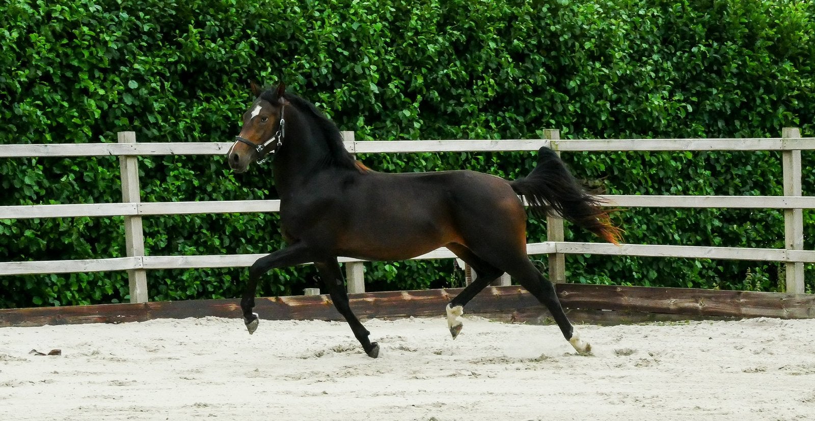 2.5 jarige beloftevolle D-pony ruin, Hengst, 0 tot 2 jaar