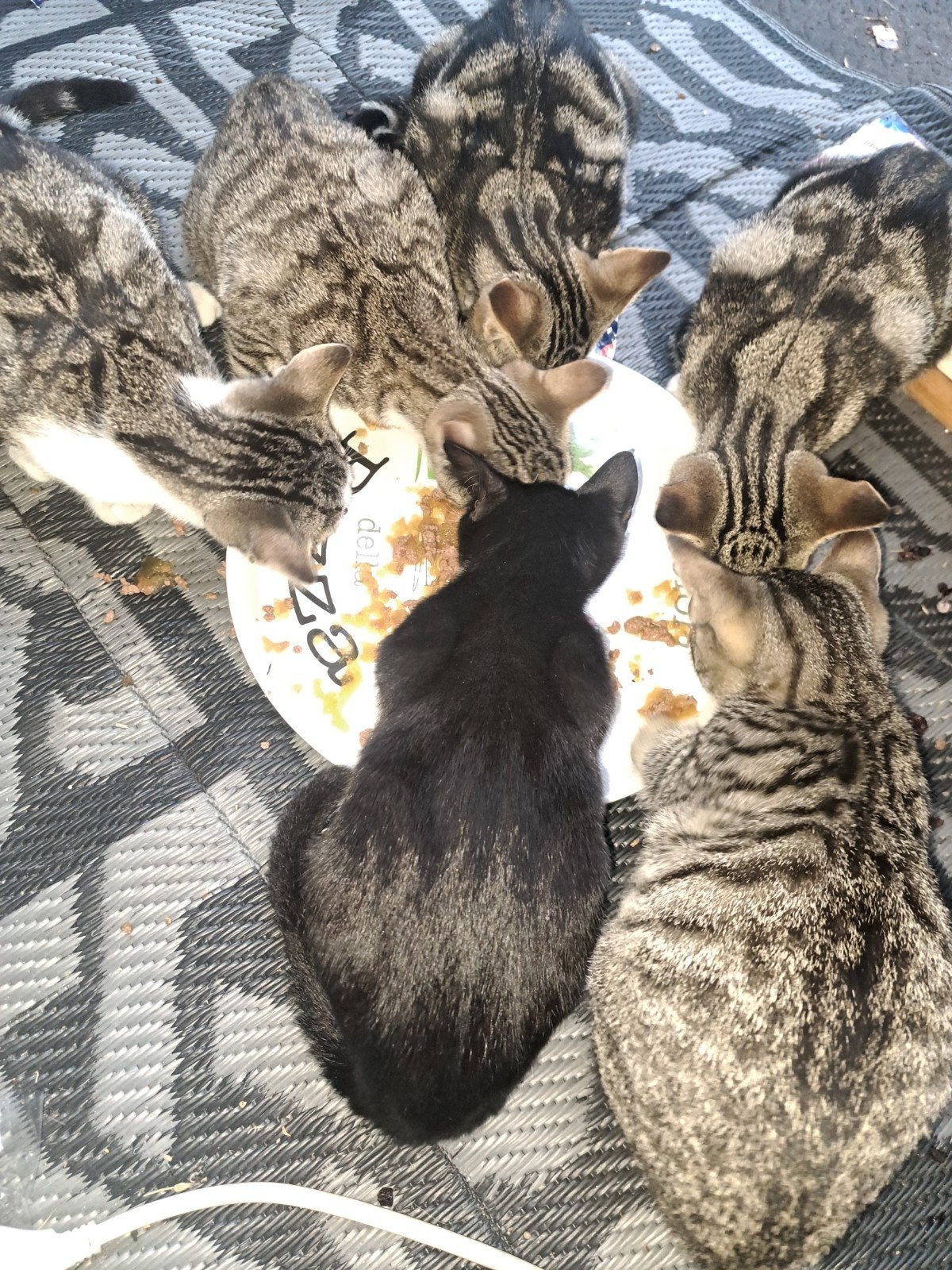 kittens 4 mei geboren, Dieren en Toebehoren, Katten en Kittens | Overige Katten