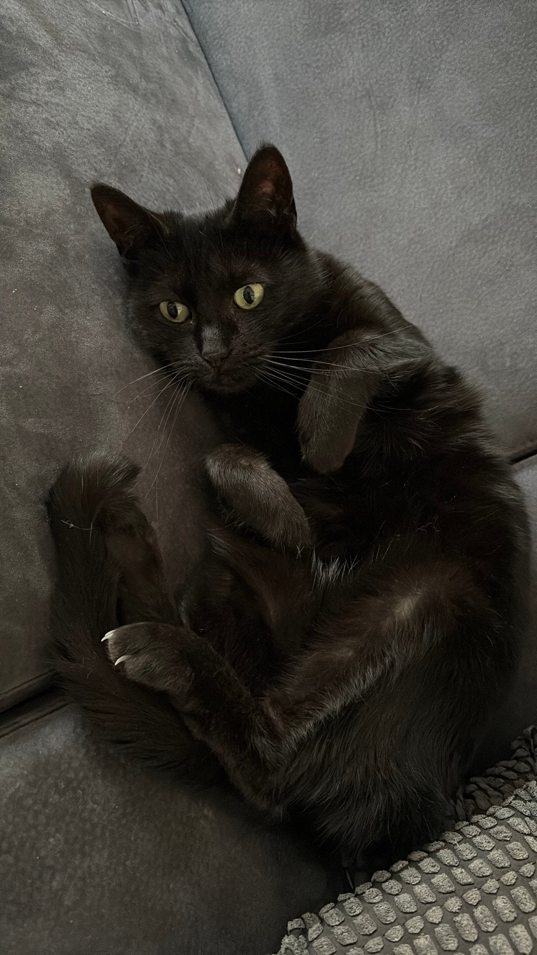 2 zwarte poezen zusjes, Poes, 6 jaar of ouder