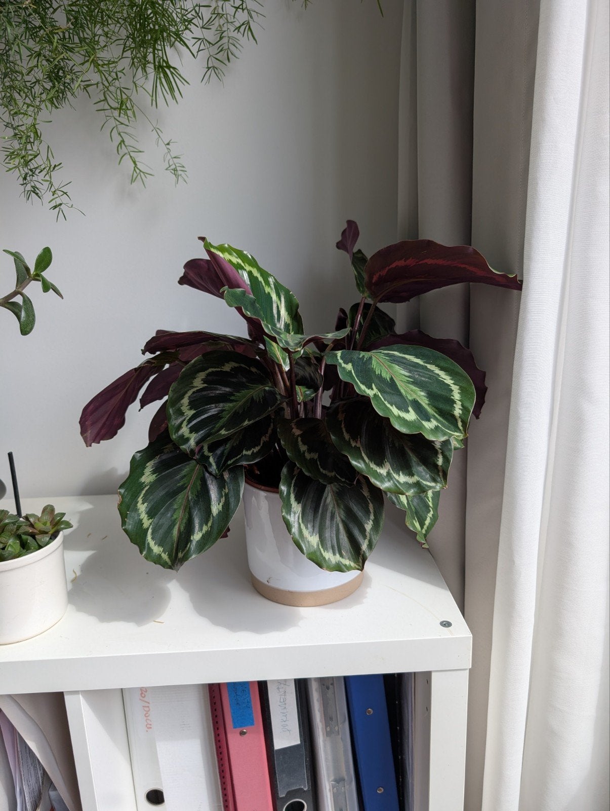 Calathea - Prachtige kamerplant van 38x40cm, Huis en Inrichting, Kamerplanten, Ophalen, Halfschaduw, Minder dan 100 cm