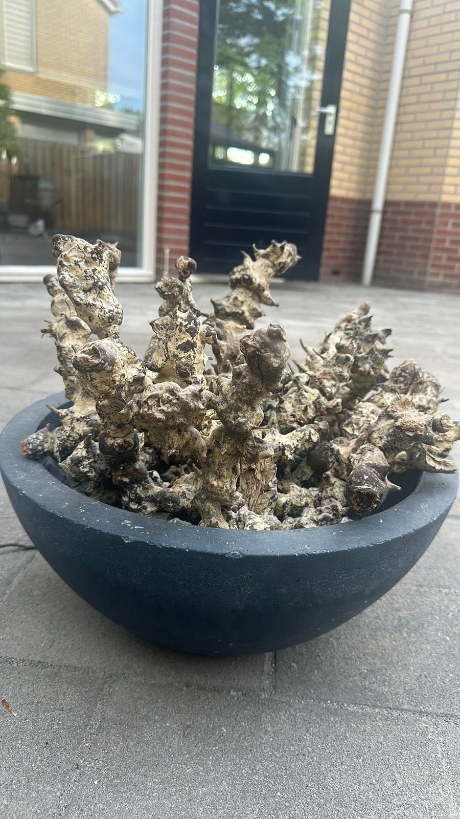 4x baas en decoratie takken, Ophalen