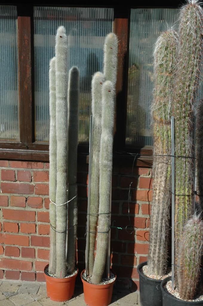 CACTUS : Cleistocactus straussii, Ophalen, Cactus, Bloeiende kamerplant, 150 tot 200 cm
