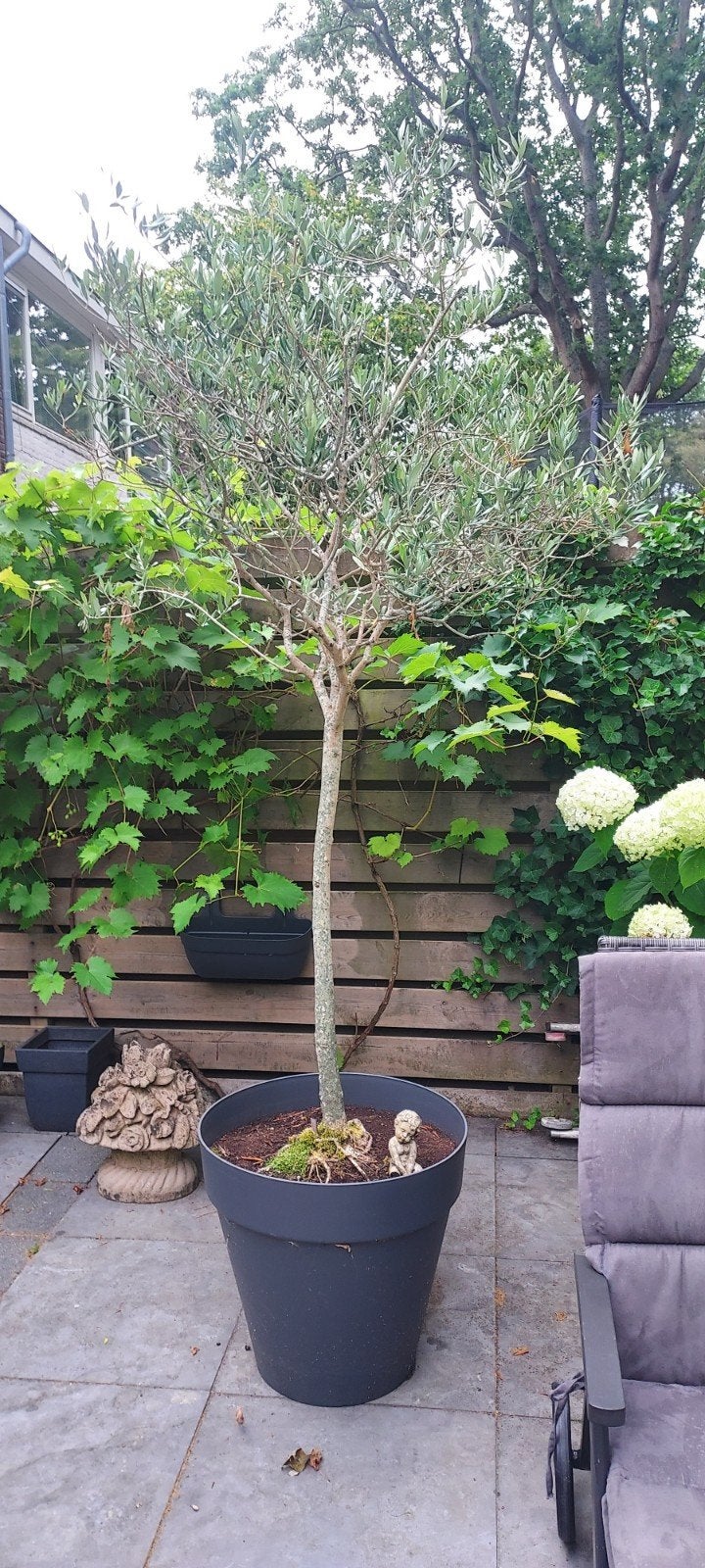 3 Olijfboompjes met pot, 245 cm hoog, Ophalen, Overige soorten, Volle zon
