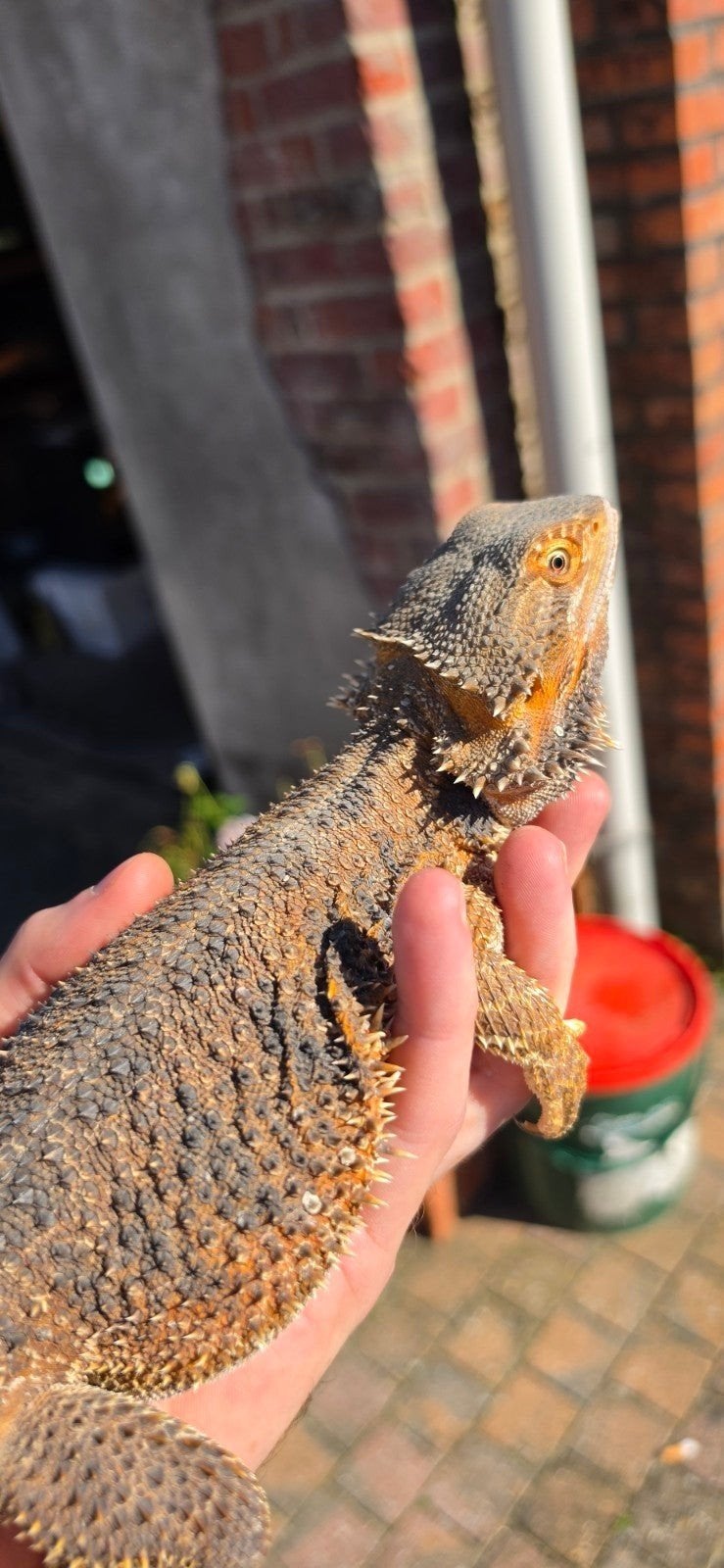 baardagaam wildkleur vrouw Bearded Dragon - female for sale from jeroen