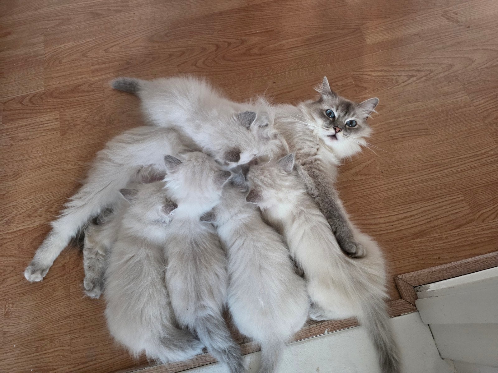 100% ragdoll kittens, Dieren en Toebehoren, Katten en Kittens | Raskatten | Langhaar, Poes, Ontwormd, 0 tot 2 jaar