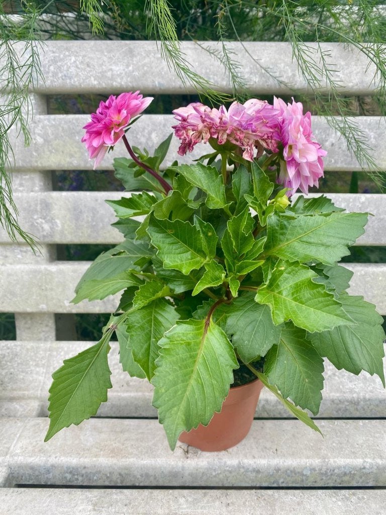 dahlia's 3 potten, Tuin en Terras, Overige soorten, Volle zon, Vaste plant, Ophalen of Verzenden