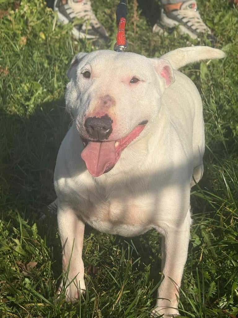 Te koop mooie mini Bull terriër teef, Dieren en Toebehoren, Honden | Jack Russells en Terriërs, Nederland, Teef, Meerdere, Fokker | Professioneel
