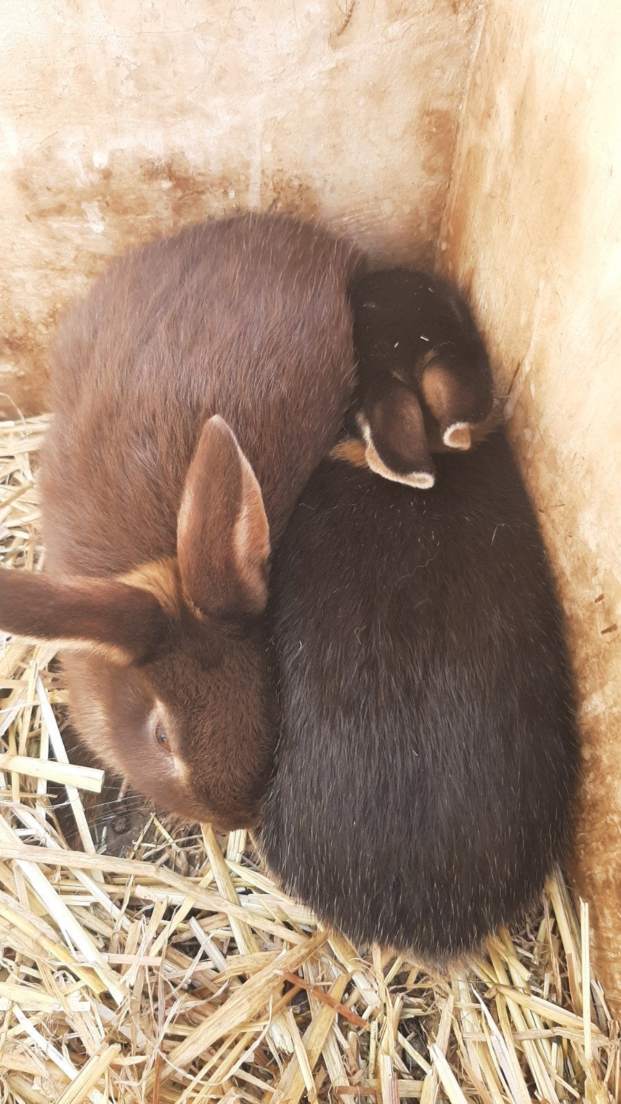 2 Jonge dwergkonijnen 8 weken oud zijn allebei voedsters, Dieren en Toebehoren, Konijnen, Vrouwelijk