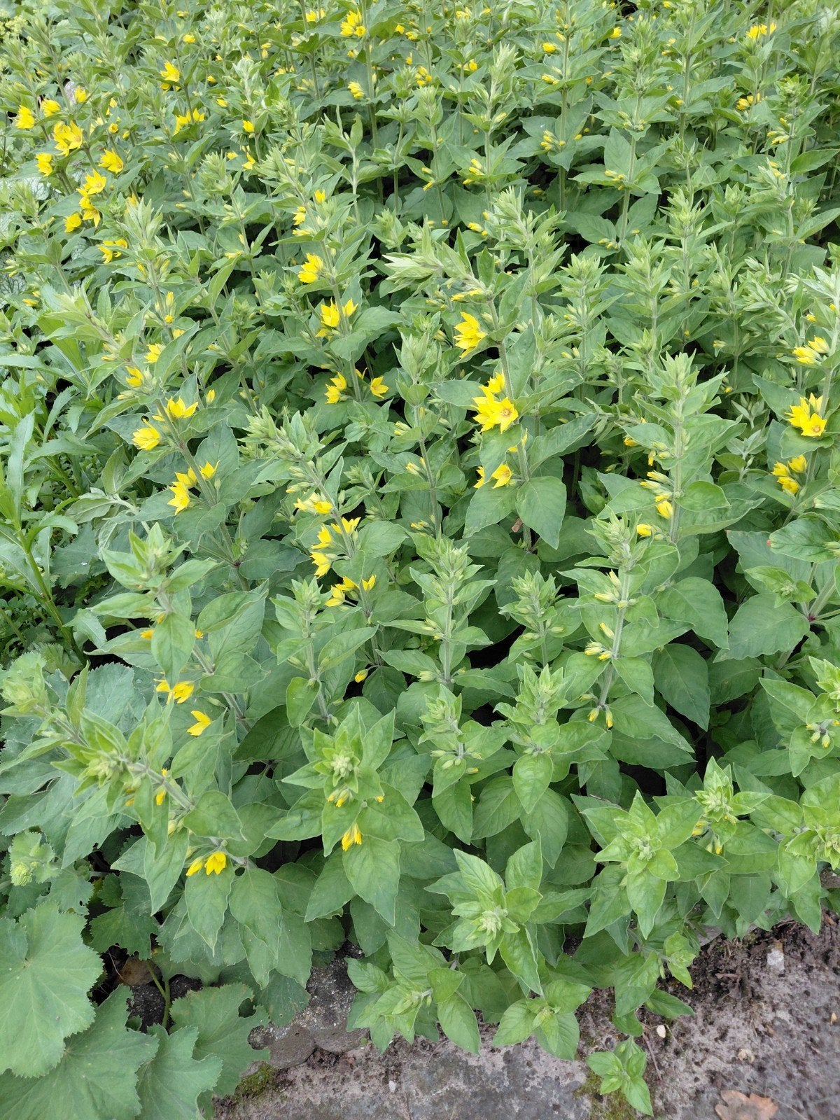 6 stekken puntwederik - gele vaste plant, Overige soorten, Volle zon, Vaste plant, Ophalen of Verzenden