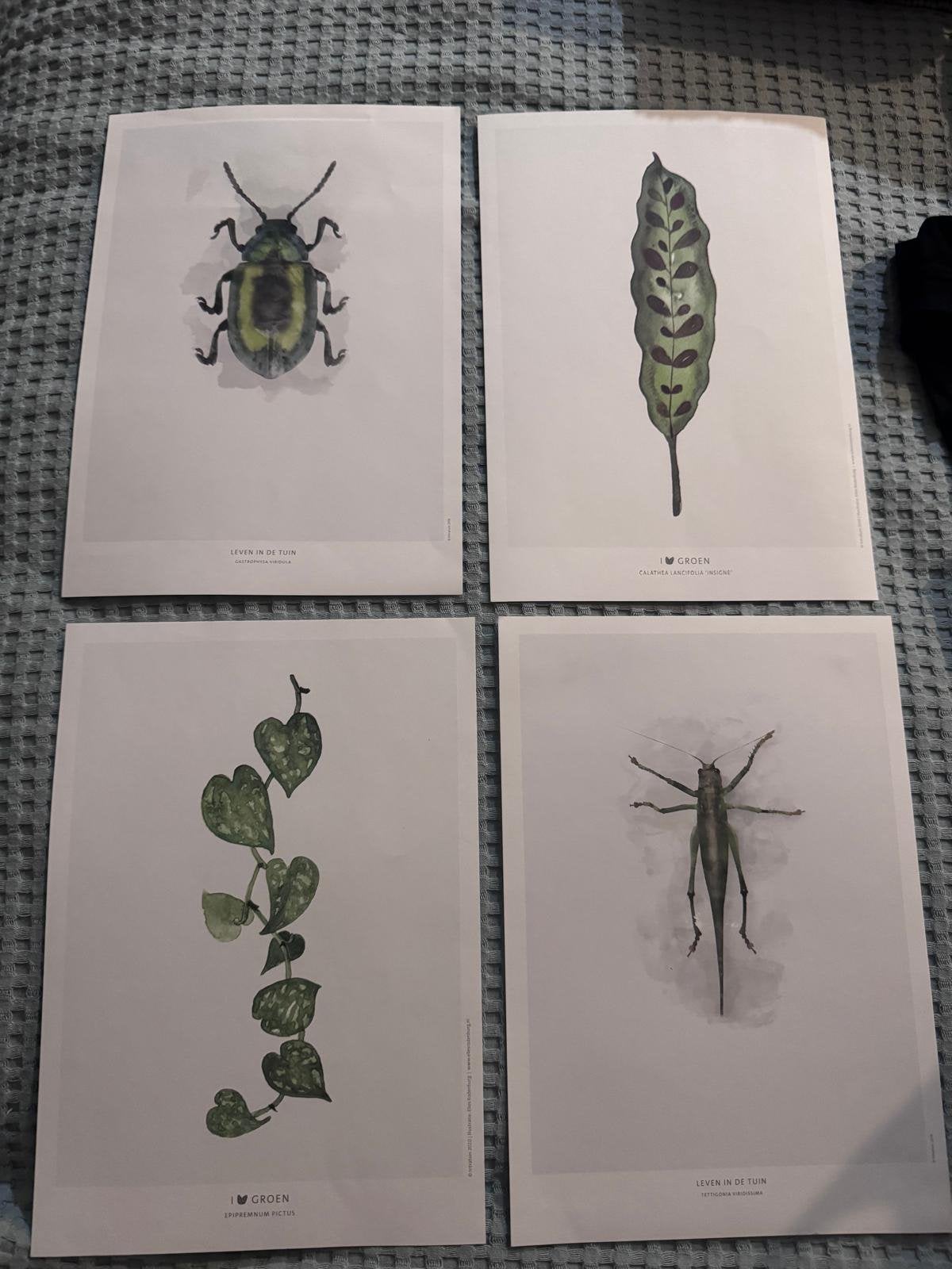 A4 posters: planten en insecten, Ophalen of Verzenden, Zo goed als nieuw