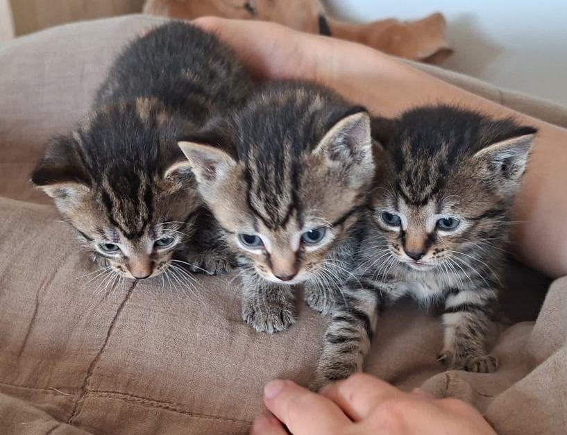 6 knappe en lieve kittens (8 weken) PER 10/06, Dieren en Toebehoren, Katten en Kittens | Overige Katten, Meerdere dieren, Kortharig