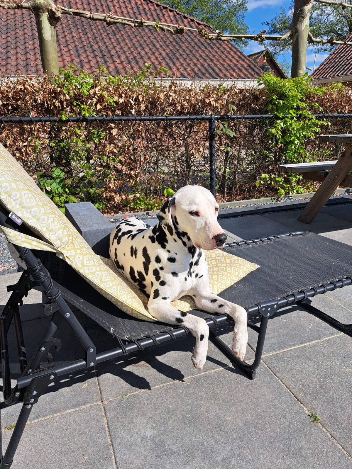 Dalmatier  kees zoekt nieuw huisje gratis, 6 jaar of ouder, Reu, Eén hond, CDV (hondenziekte)