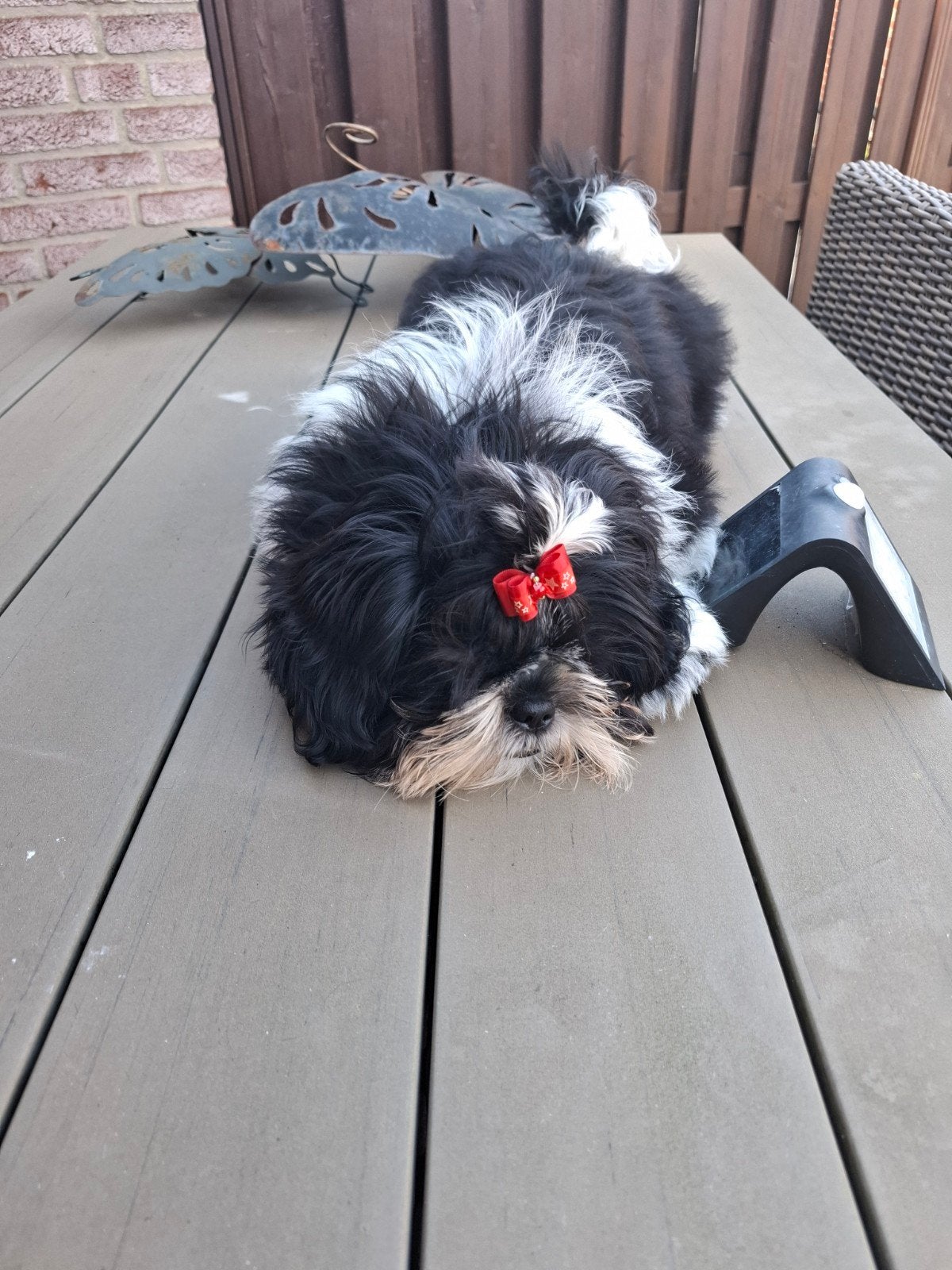 Shih tzu pup reutje, Dieren en Toebehoren, Honden | Chihuahua's en Gezelschapshonden, 15 weken tot 1 jaar, Eén hond, Nederland