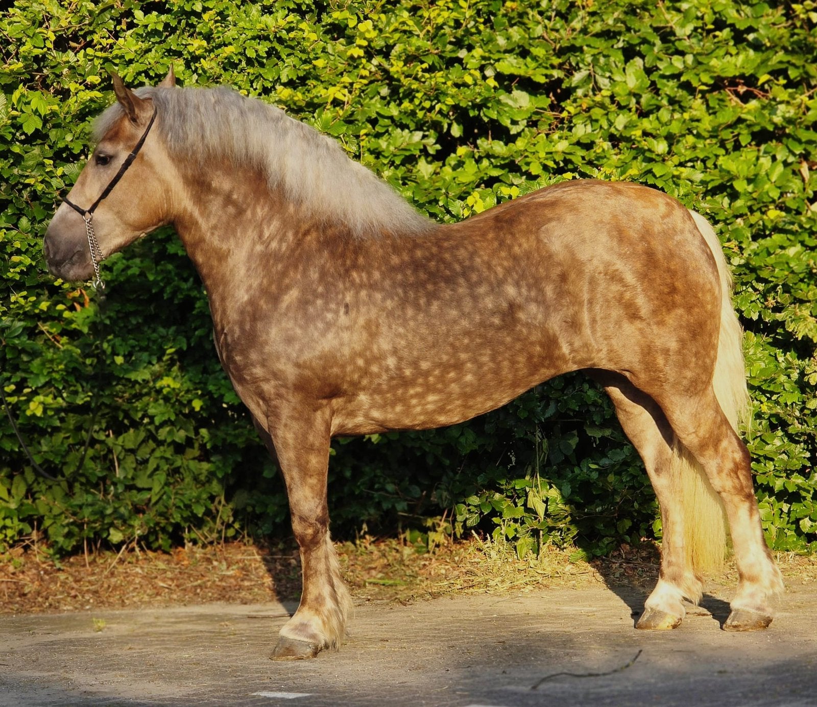 Mooi Silver dapple merrie, Dieren en Toebehoren, Paarden, Merrie, Zadelmak, 3 tot 6 jaar, Gechipt, Ontwormd
