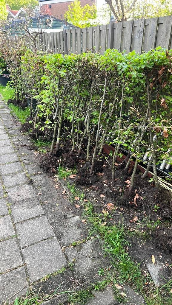 Beuken haag boompjes, Ophalen, Beukenhaag, 100 tot 250 cm