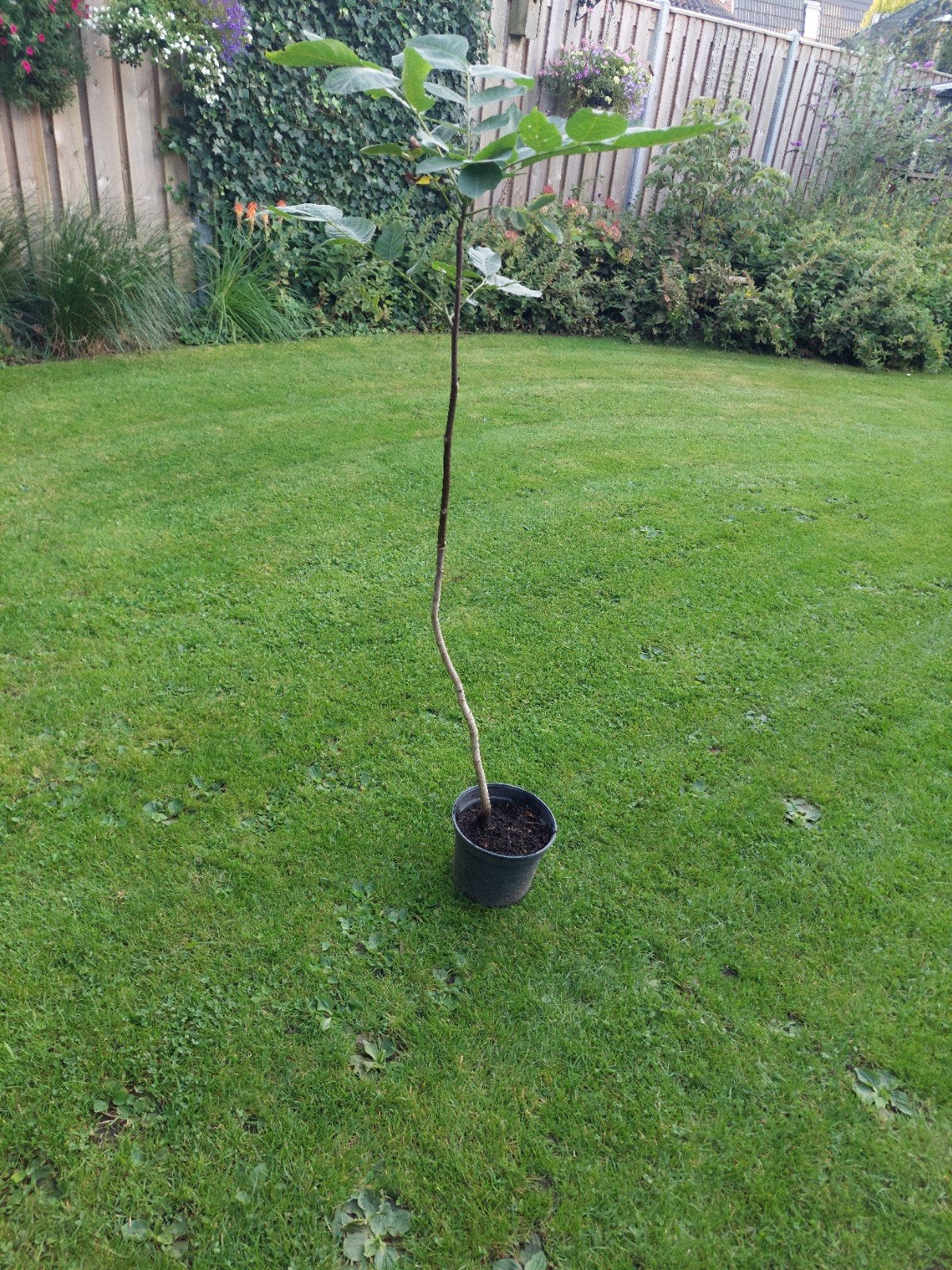 Te Koop Walnoot, Overige soorten, Minder dan 100 cm, Ophalen, Volle zon