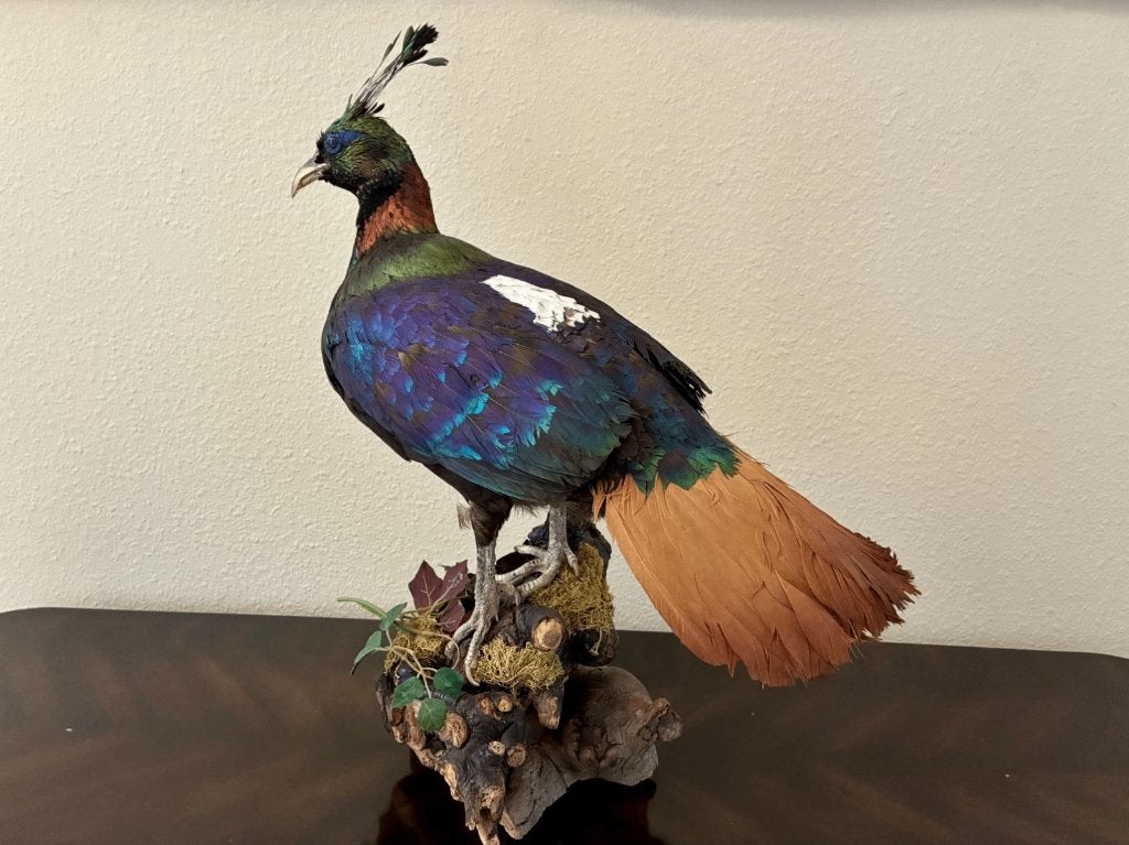 Prachtige opgezette vogel - Himalayaglansfazant, Verzamelen, Verzenden, Zo goed als nieuw, Vogel, Opgezet dier