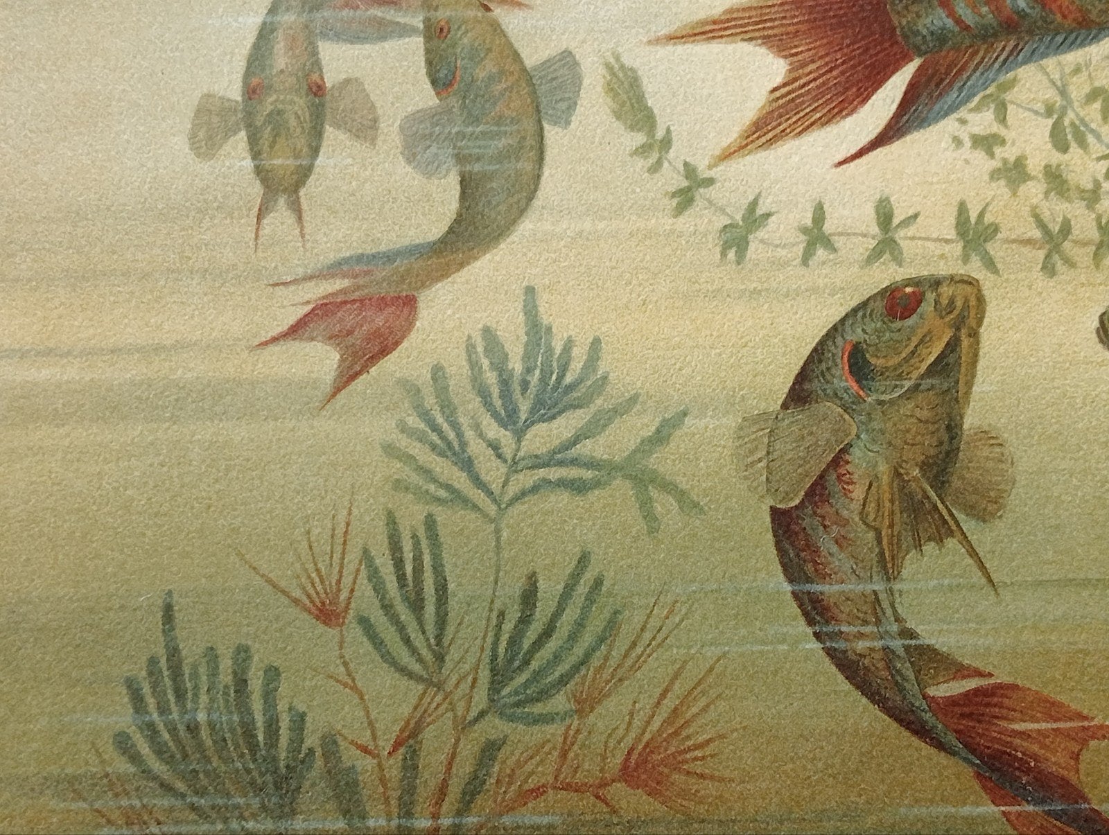 Litho 1895 Paradijsvis, Ophalen of Verzenden