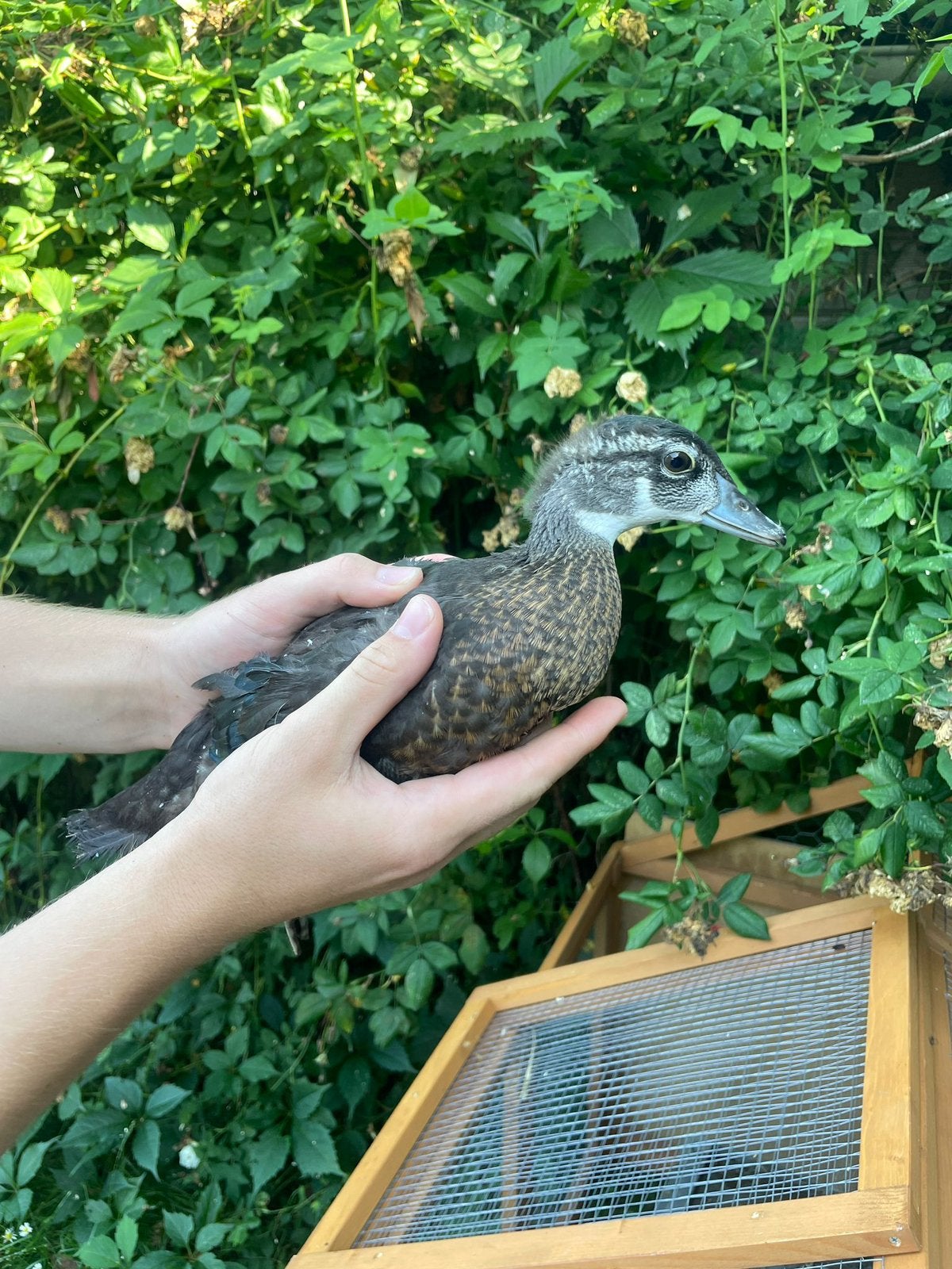 Carolina eenden 2x, Meerdere dieren, Eend